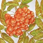 Ashberries Art Print