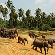Asian Elephants Going To Bathe Art Print