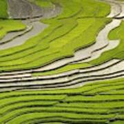 Asian Rice Field Art Print