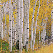Aspen Trees In Autumn With White Bark Art Print