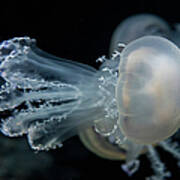 At The Monterey Bay Aquarium Jellyfish Art Print