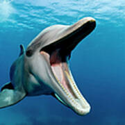 Atlantic Bottlenose Dolphin, Tursiops Art Print