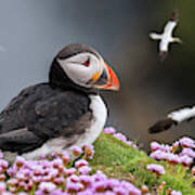 Atlantic Puffin And Soaring Gannets Art Print