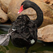 Australian Black Swan 004 Art Print