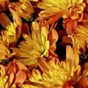 Autumn Chrysanthemums Art Print