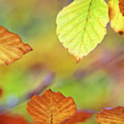 Autumn Leaves Beech Art Print