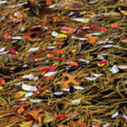 Autumn Leaves & Pitch Pine Needles Art Print