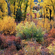 Autumn Panoramic Art Print