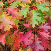 Autumn Red Oak Leave In Acadia Natl Park Art Print