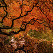Autumn Reflections Art Print