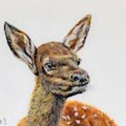 Baby Elk Art Print