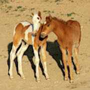 Baby Horse Pals -- Wild Mustangs Art Print