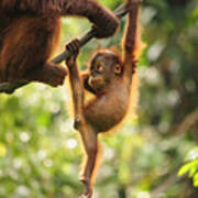 Baby Orangutan Playing Art Print