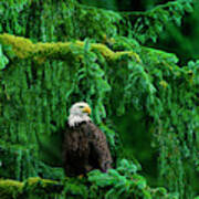 Bald Eagle In Temperate Rainforest Alaska Endangered Species Art Print