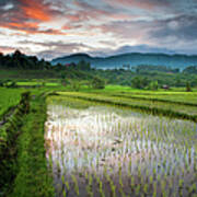 Bali Rice Field At Dawn Art Print