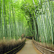 Bamboo Grove In Arashiyama Art Print