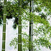 Bamboo Art Print