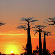 Baobab Trees In Sunset 4 Art Print