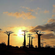 Baobab Trees Sunset Art Print