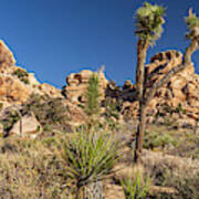 Joshua Tree Np - Barker Dam Nature Trail Art Print