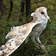 Barn Owl 528 Art Print