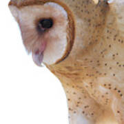 Barn Owl 6 Art Print