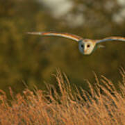 Barn Owl Hunting  Tyto Alba  Wiltshire Art Print
