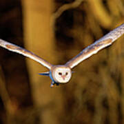 Barn Owl In Flight Art Print