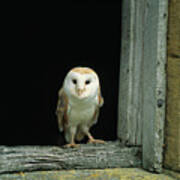 Barn Owl  On Frame Of Barn Window  Tyto Art Print