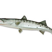 Barracuda With Clipping Path Art Print