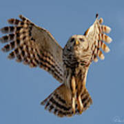 Barred Owl In Flight 0130 Art Print