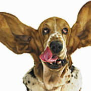 Basset Hound With Ears Flying Art Print