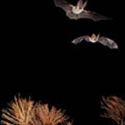 Bats And Halloween Art Print