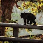 Bear Cub Yellowstone Art Print