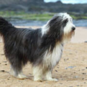 Bearded Collie 03 Art Print