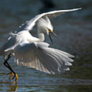 Beautiful Snowy Egret. Art Print