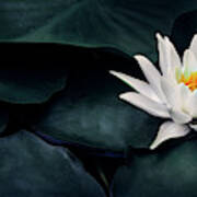 Beautiful White Lotus Flower Closeup. Exotic Water Lily Flower O Art Print