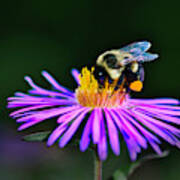 Bee On Purple Aster Art Print