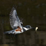 Belted Kingfisher Art Print