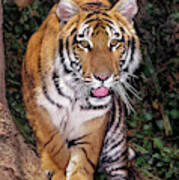 Bengal Tiger By Tree Endangered Species Wildlife Rescue Art Print