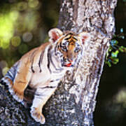 Bengal Tiger Cub Panthera Tigris Tigris Art Print