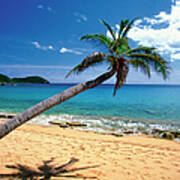 Bent Palm Tree And Footprints On Art Print