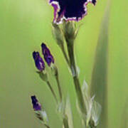 Bi-colored Iris Flower Art Print