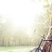 Bicycle Leaned On Big Tree In Sunlight Art Print