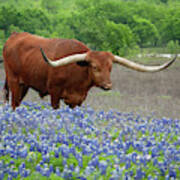 Big Red In The Bluebonnets Art Print