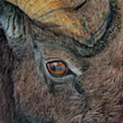 Bighorn Sheep Ram Ovis Canadensis Jasper Alberta Art Print