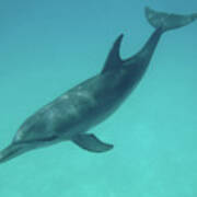 Beautiful Bottlenose Dolphin Near Bimini Art Print