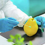 Biologist Testing Quince For Pesticides Art Print