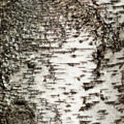Birch Tree Bark Art Print