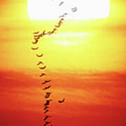 Birds Flying In Formation, Sunset Art Print